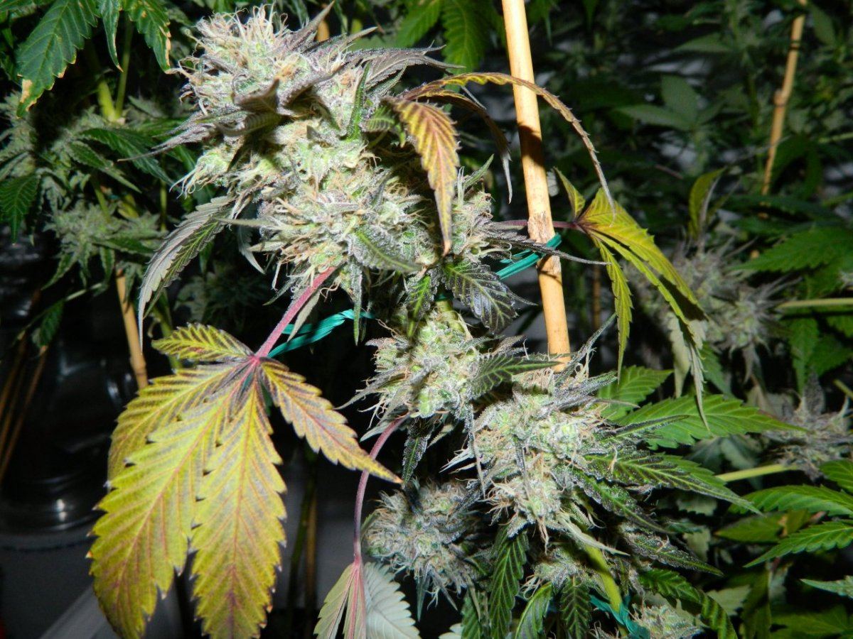 Lemon Dojopoison 003
