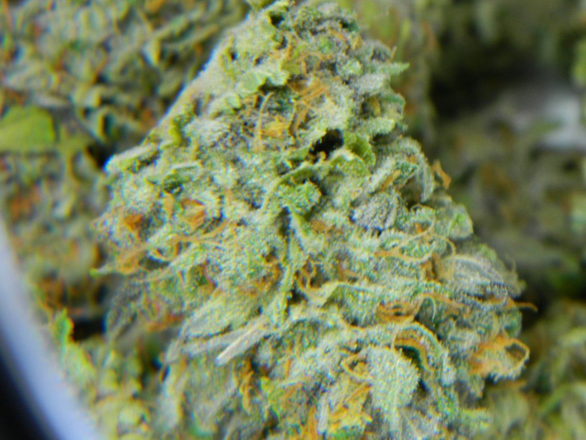 Lemon Dojopoison 006