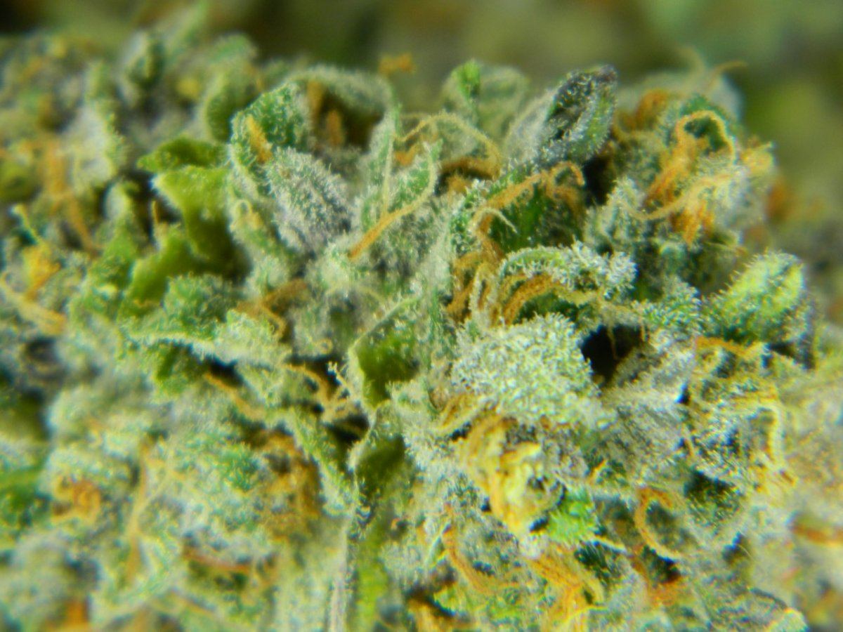 Lemon Dojopoison 007