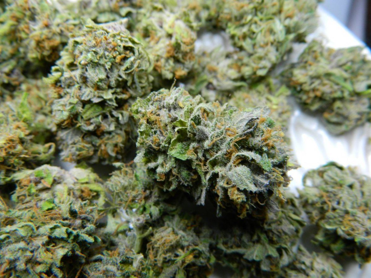 Lemon Dojopoison 010