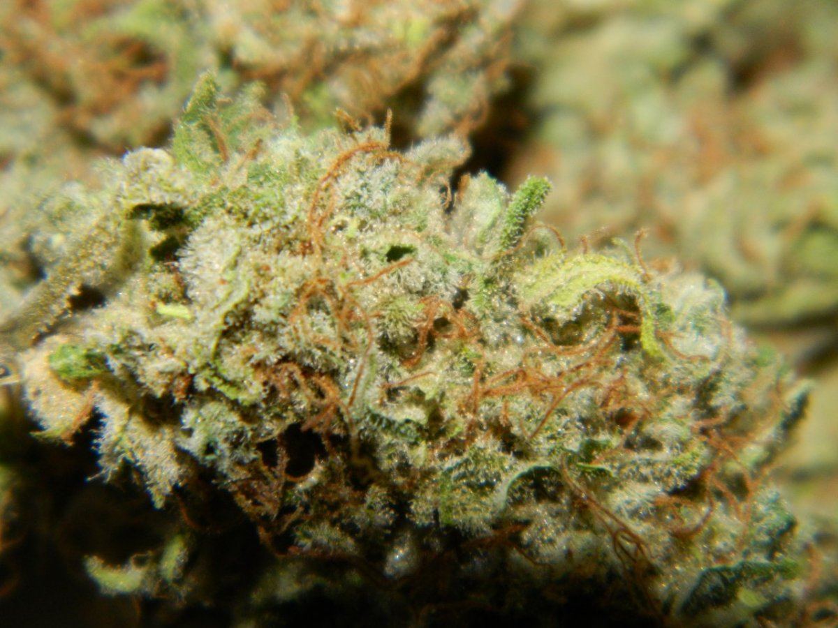Lemon Dojopoison 012