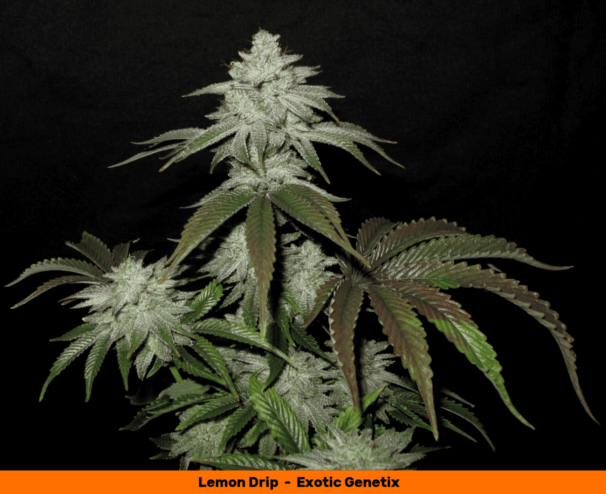 Lemon Drip Cola 1 1050   Copy