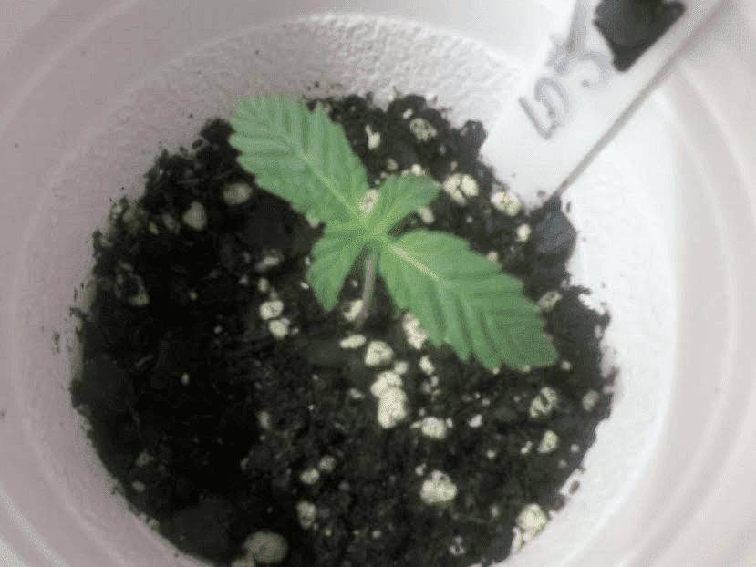 Lemon Drop 5 5 days
