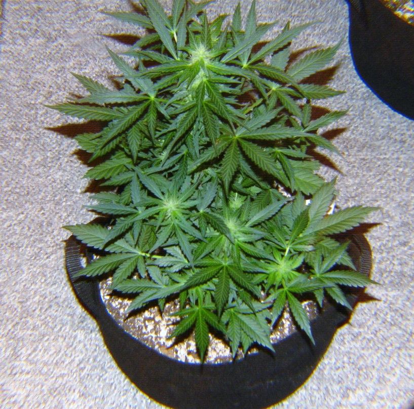Lemon Haze Auto