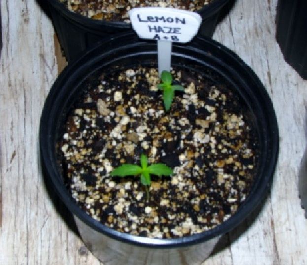 Lemon Haze double