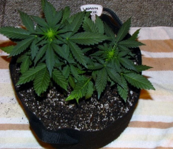 Lemon Haze Girls