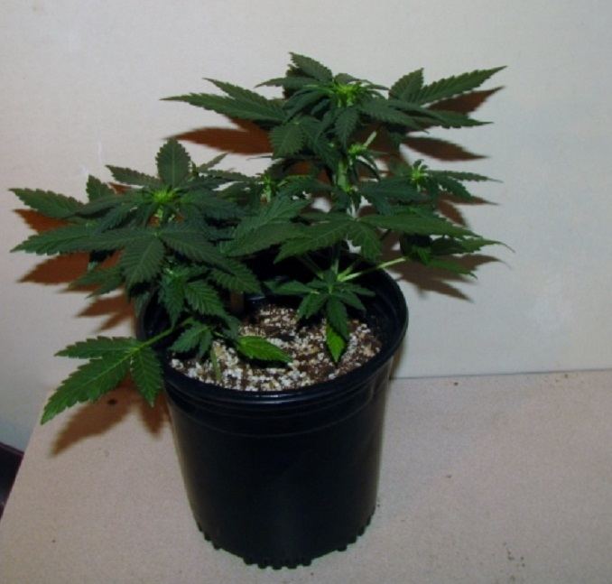 Lemon Haze in 1gal pot
