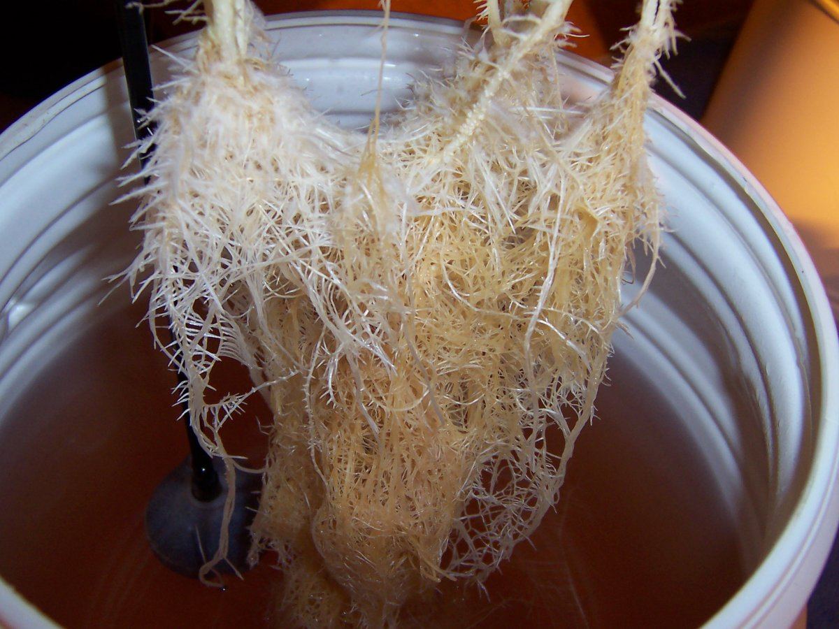 Lemon Haze Roots 3b