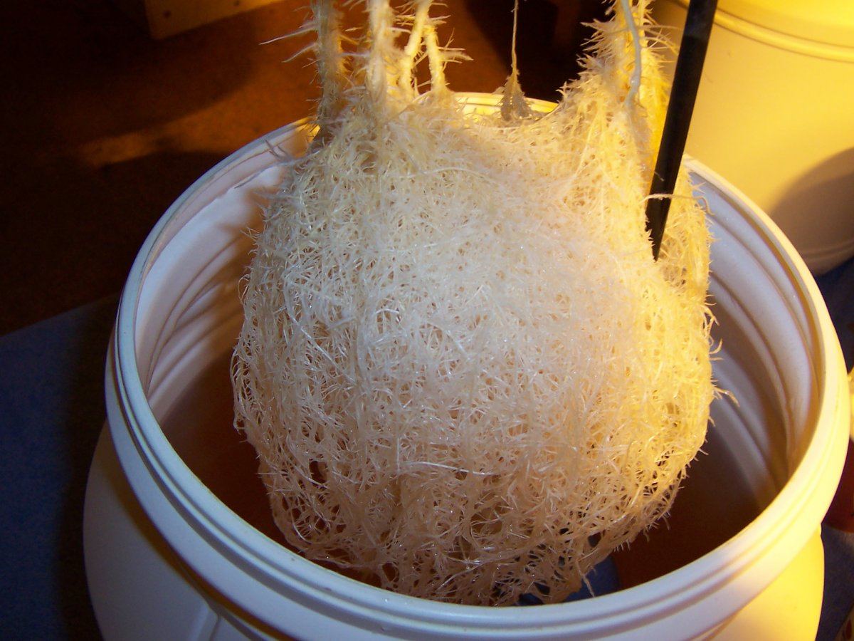 Lemon Haze Roots 3c