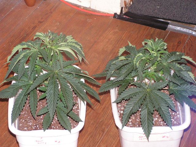 LEMON LARRY 11D VEG