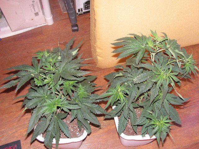 Lemon larry males