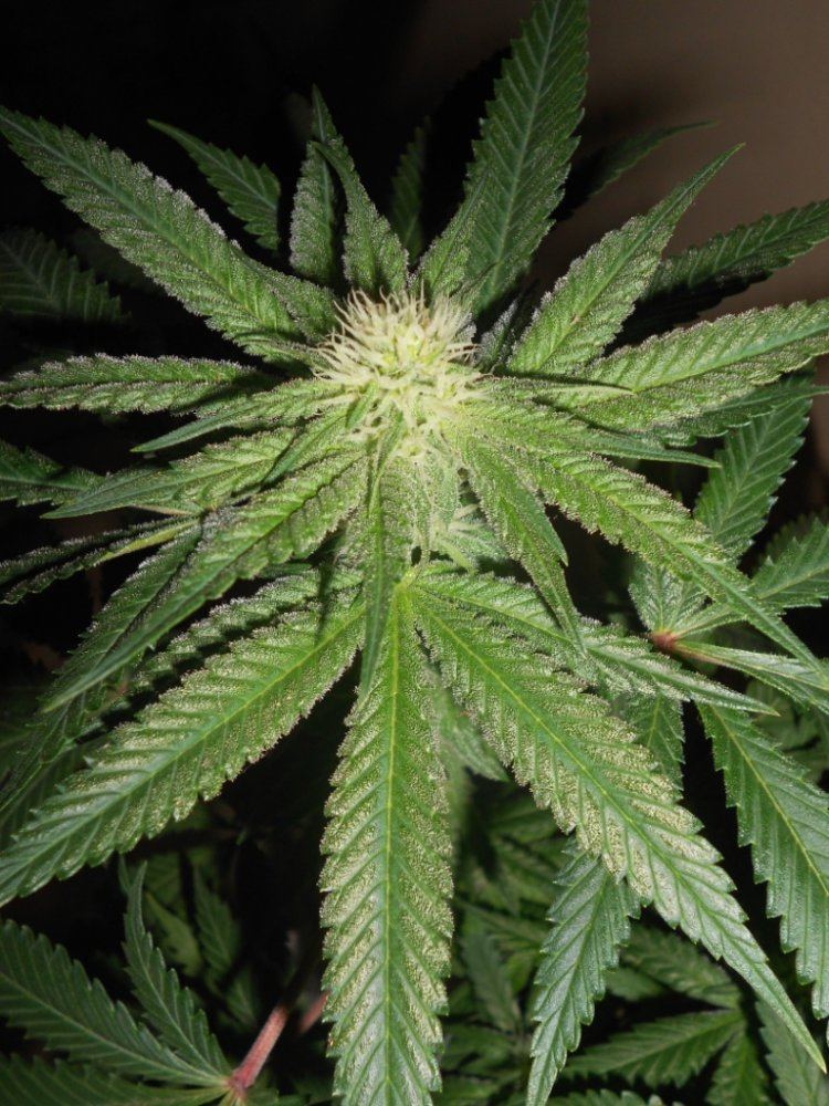 Lemon P1   23 days Closeup1
