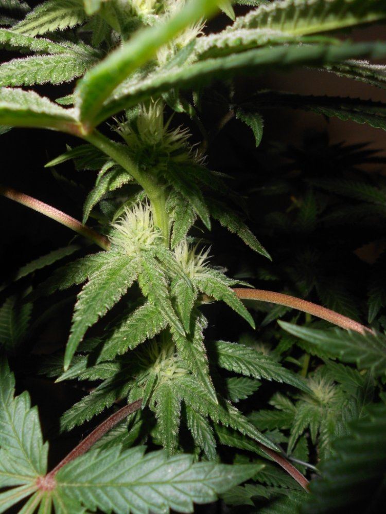Lemon P1   23 days Closeup2
