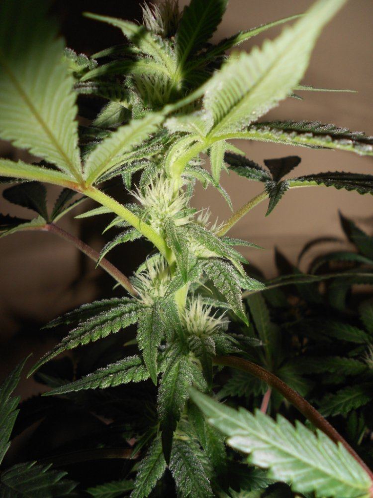 Lemon P1   23 days Closeup3