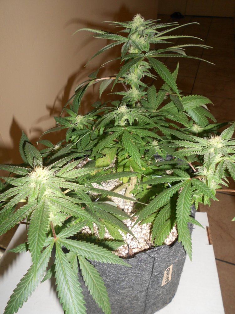 Lemon P1   23 days Full