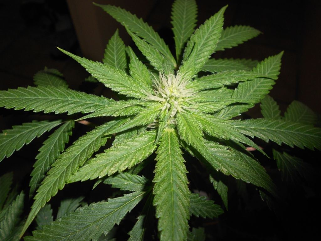 Lemon P1   23 days