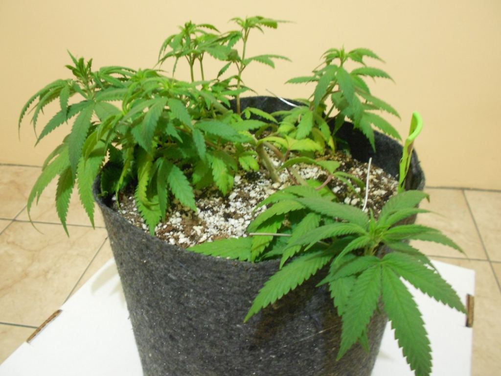 Lemon Pride 1A 