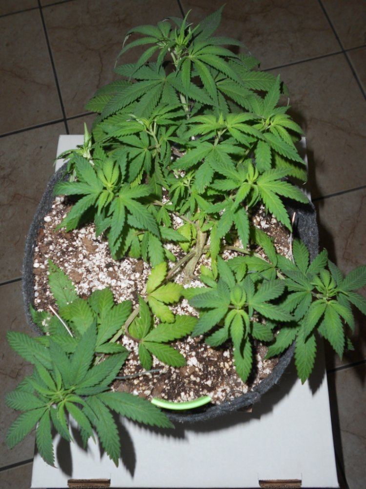 Lemon Pride 1B