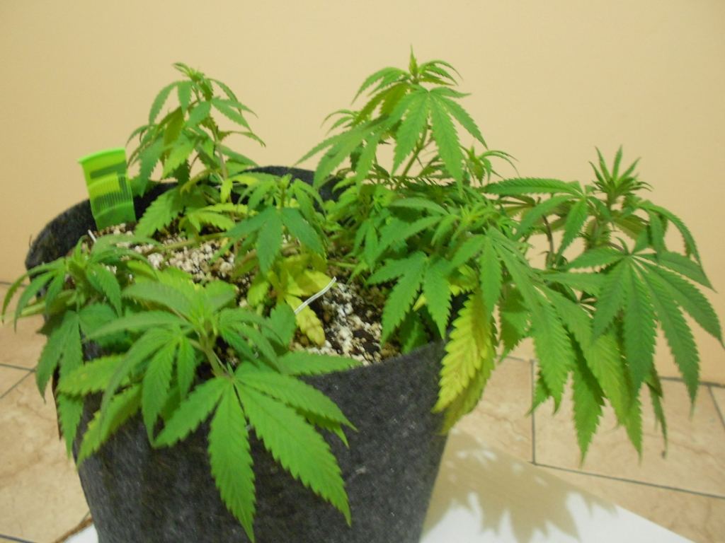 Lemon Pride 2A