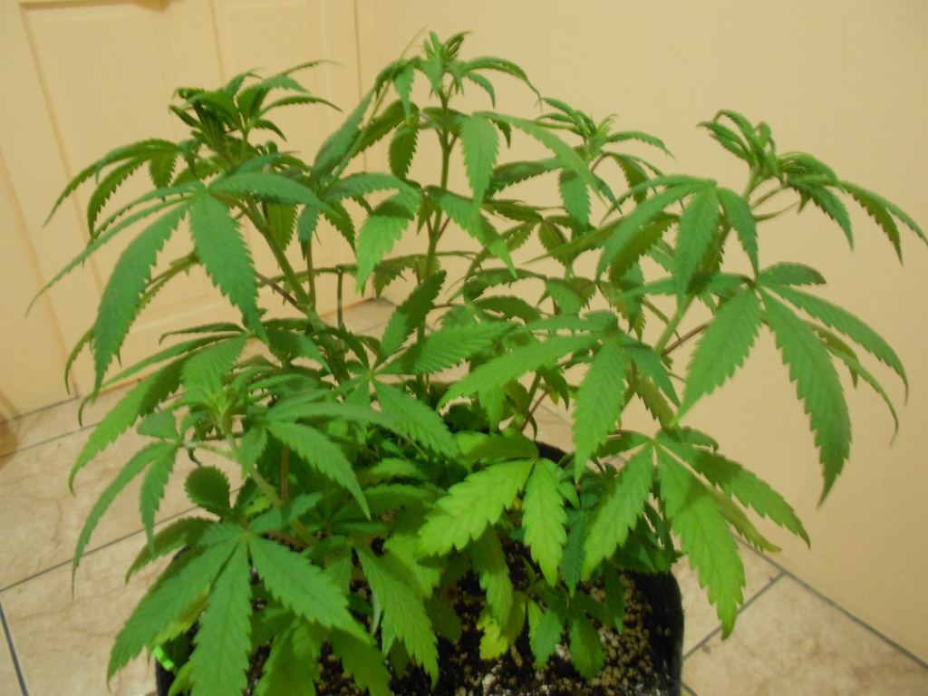 Lemon Pride 3A