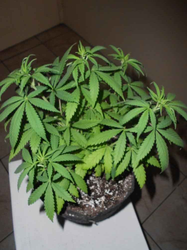 Lemon Pride 3B