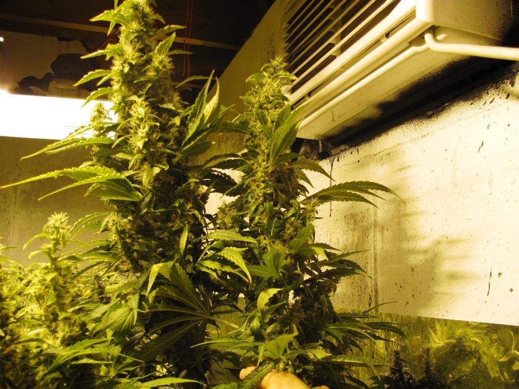 Lemon skunk 011
