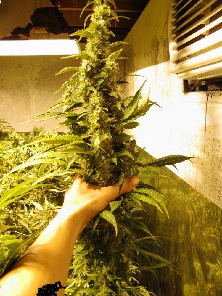 Lemon skunk 013