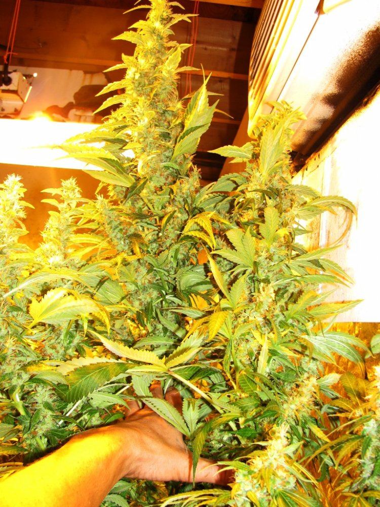 Lemon skunk 2 027