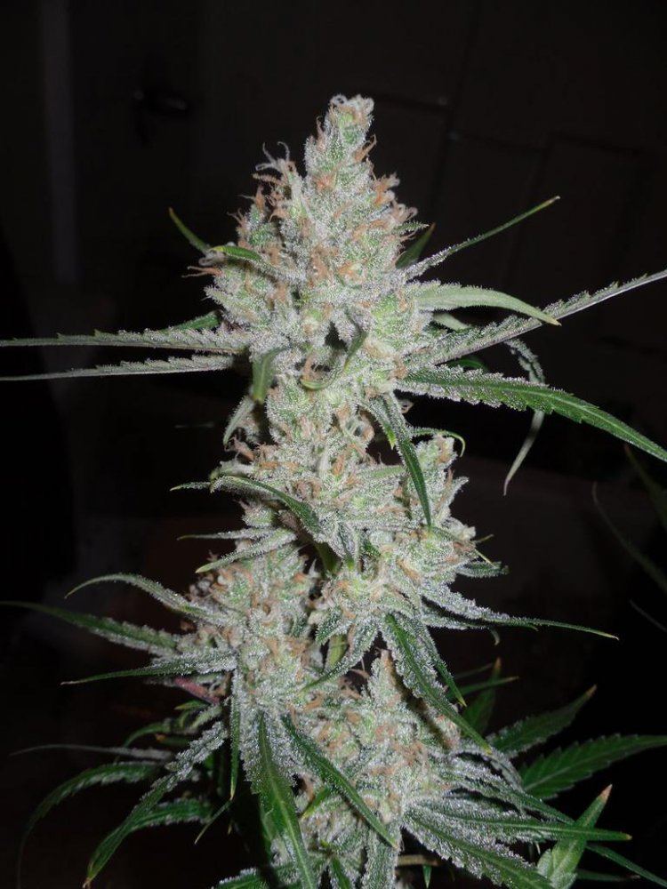 Lemon skunk keeper