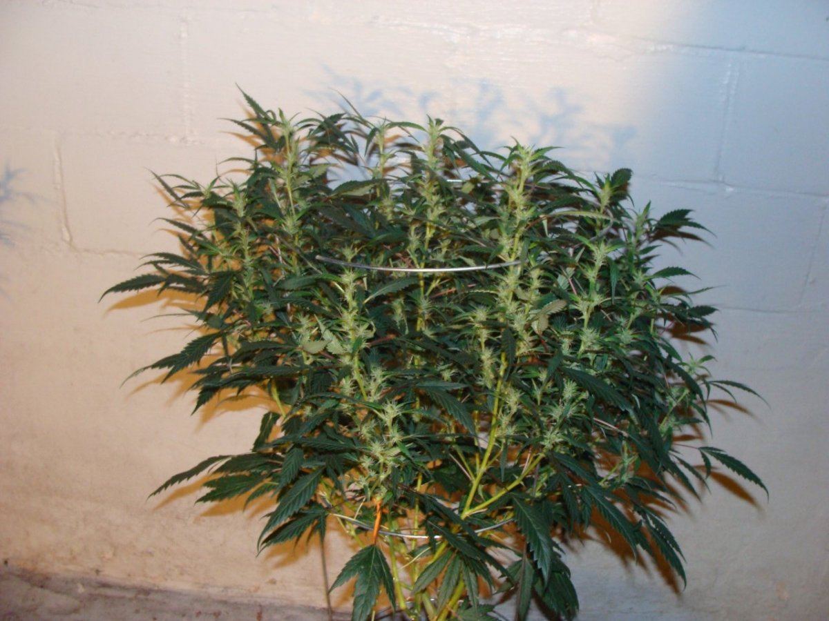 Lemon Snow