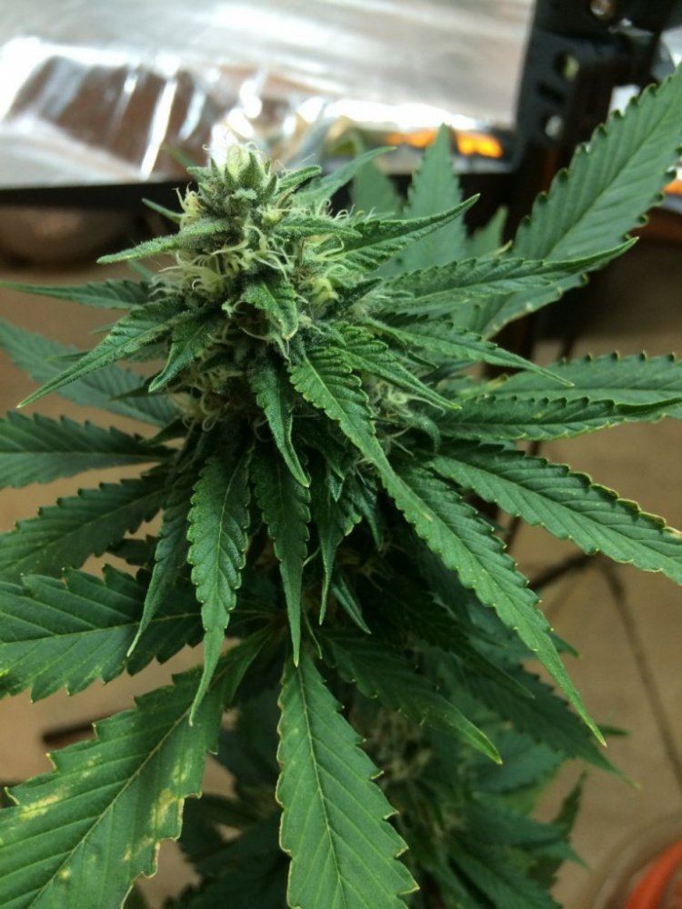 Lemon sour dojo