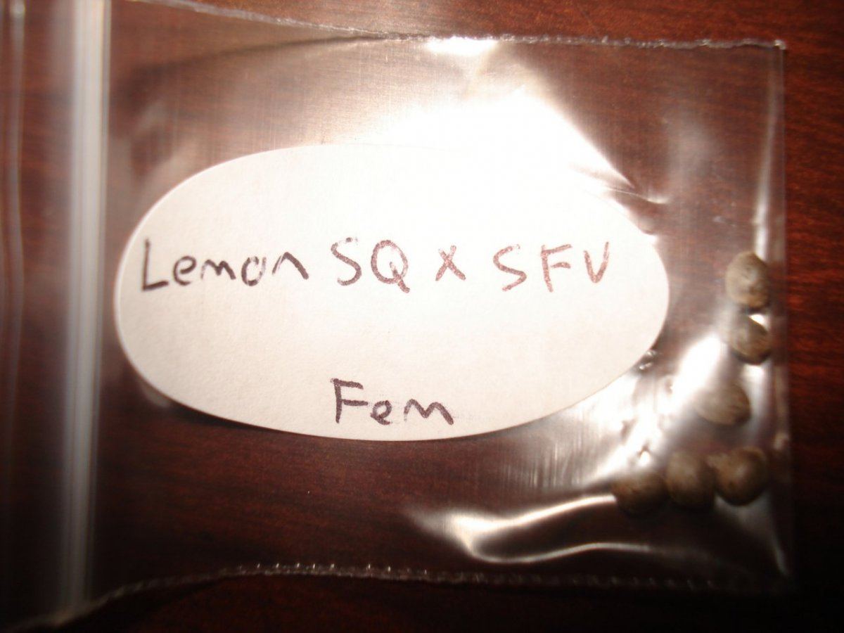 Lemon sq x sfv seedpack