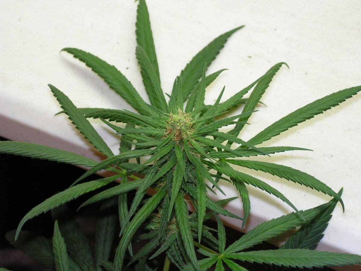 LEMON THAI SEEDED 1