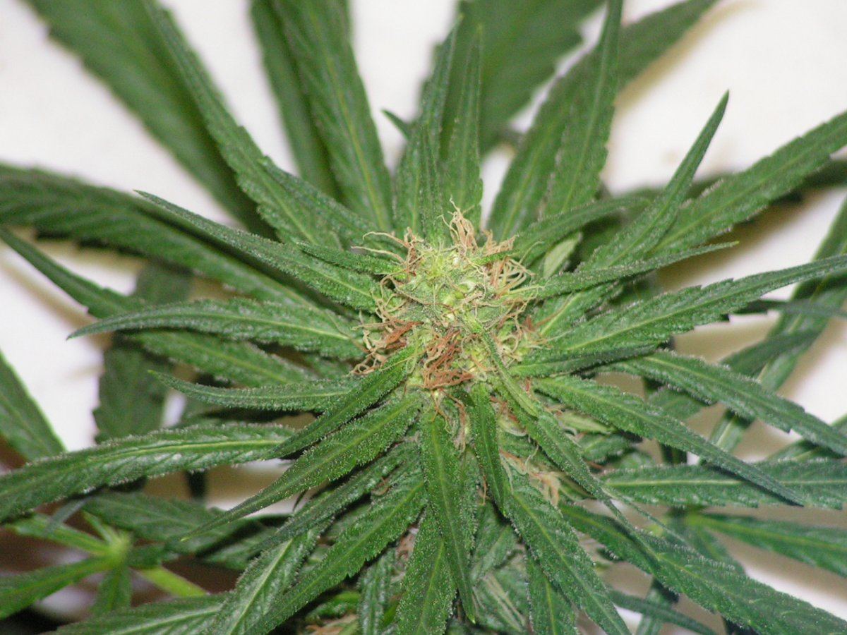 LEMON THAI SEEDED 2