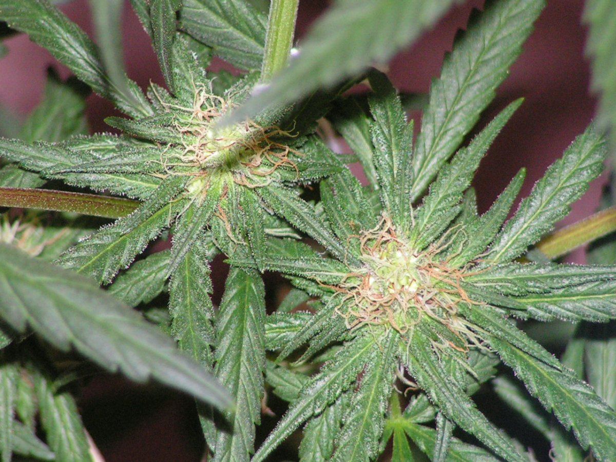 LEMON THAI SEEDED 3