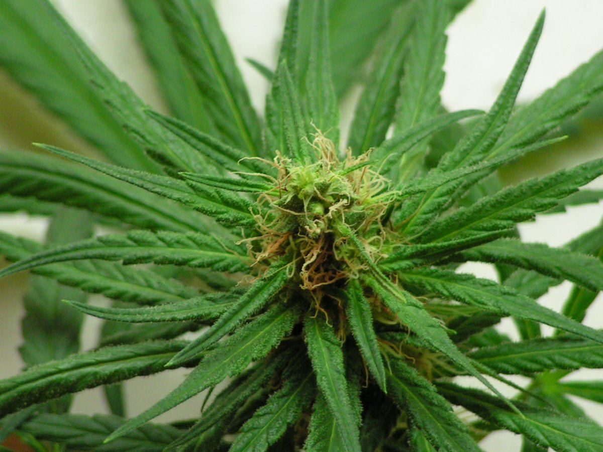 LEMON THAI SEEDED 4