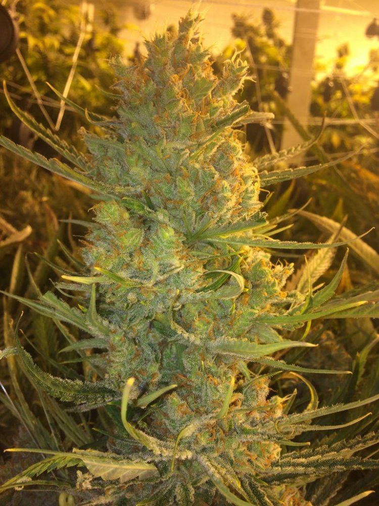 Lemon1