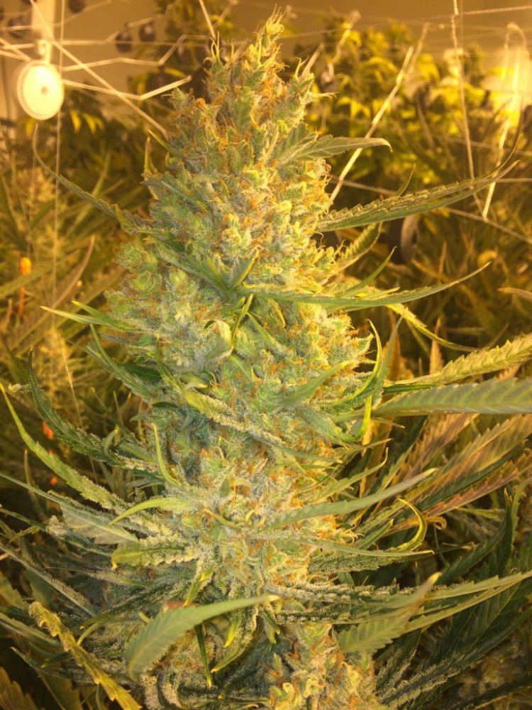 Lemon2