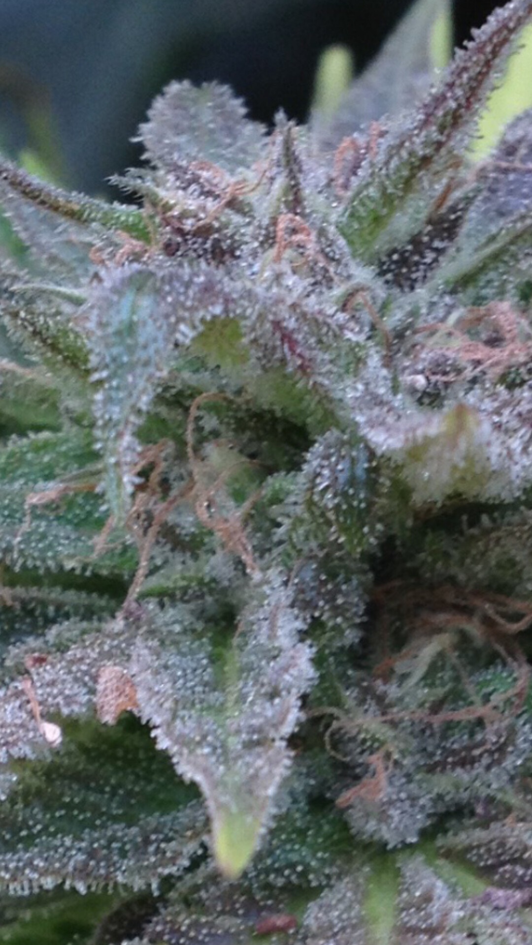 Lemon THai flower closeup