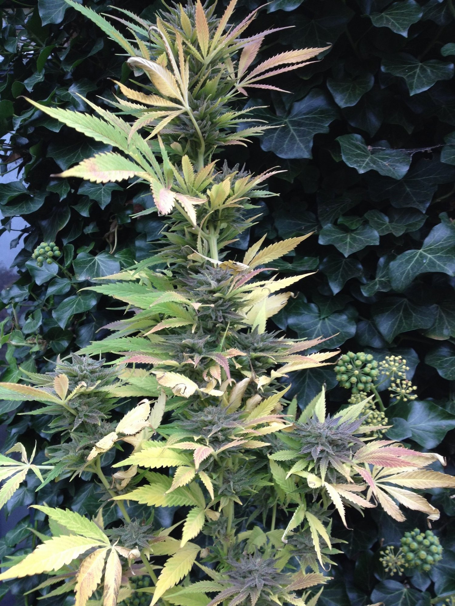 Lemon Thai flowering