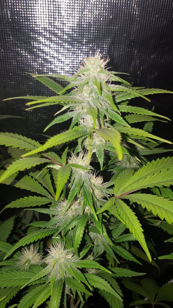 Lemonbubba kush day 23t