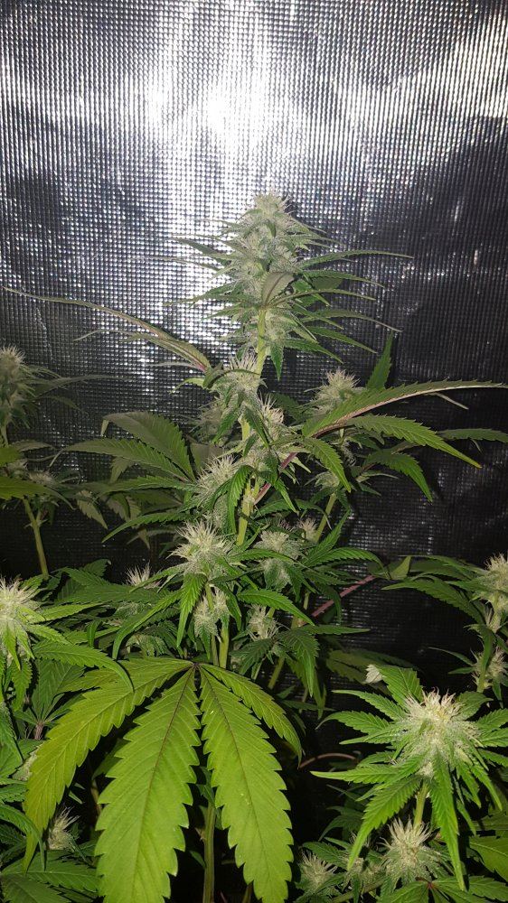 Lemonbubbakush1wide
