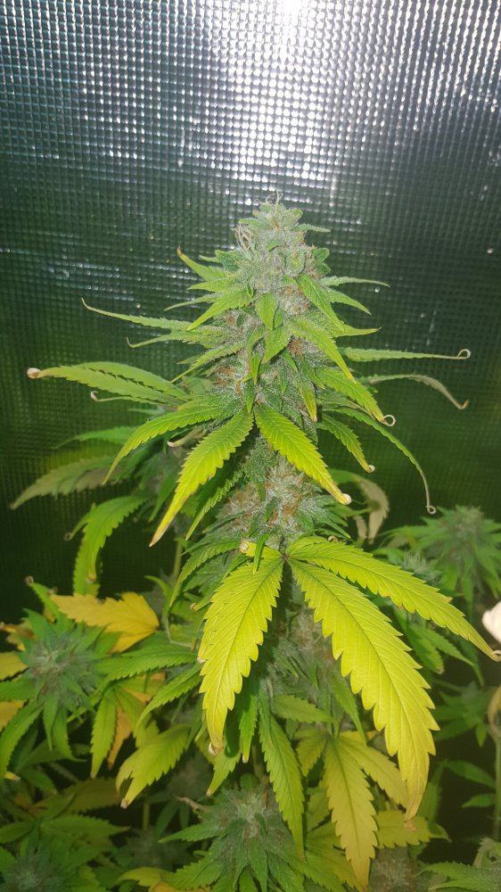 LemonbubbaKushday40
