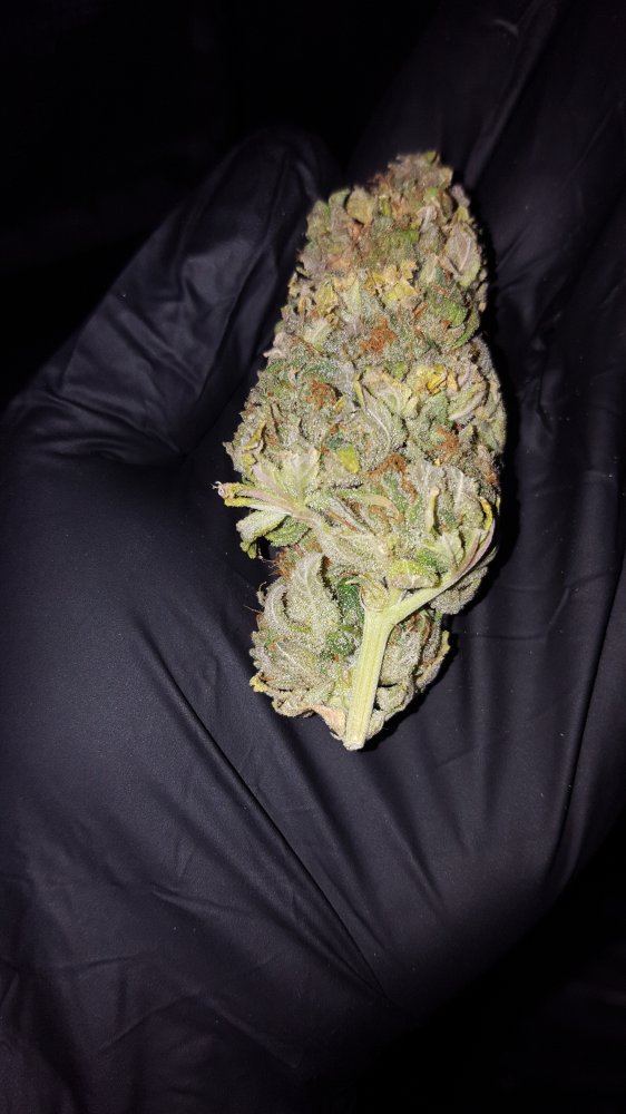 LemonBubbax Ultsfv