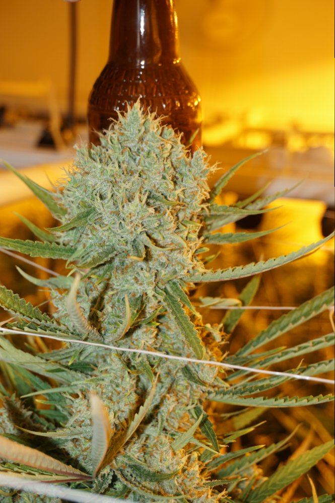 LemonCola