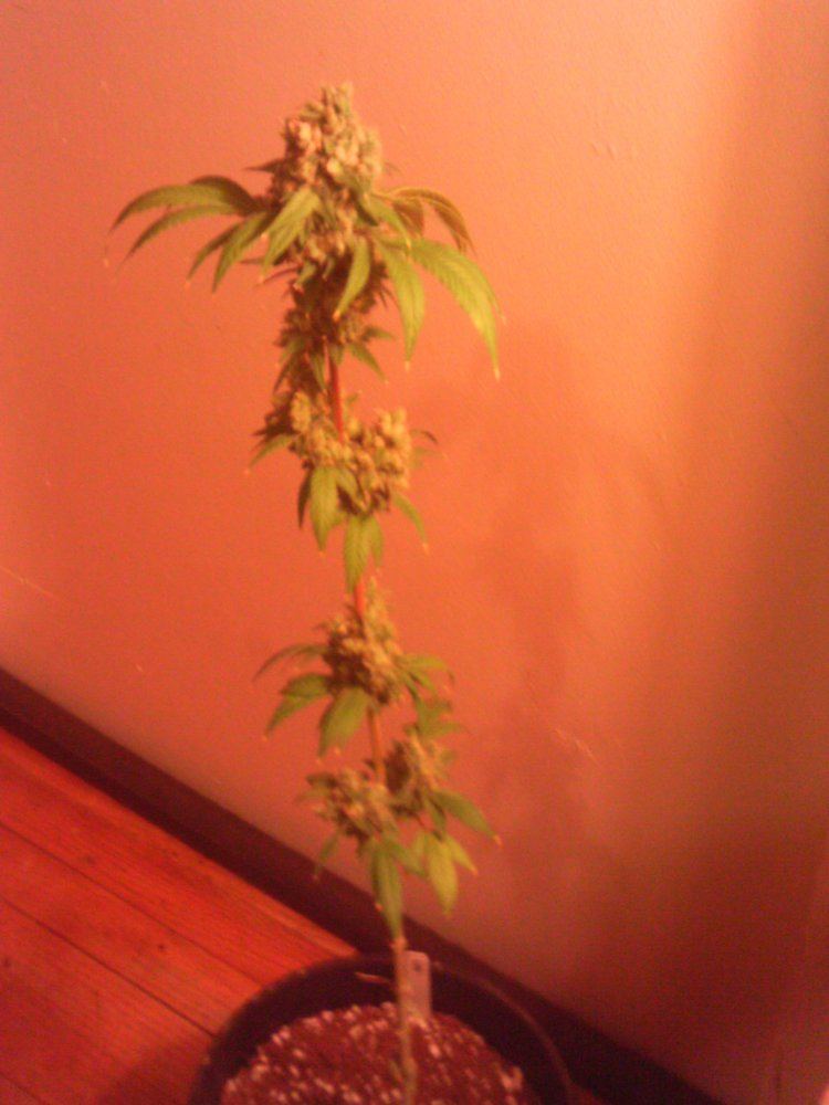 LemonGarlicOG