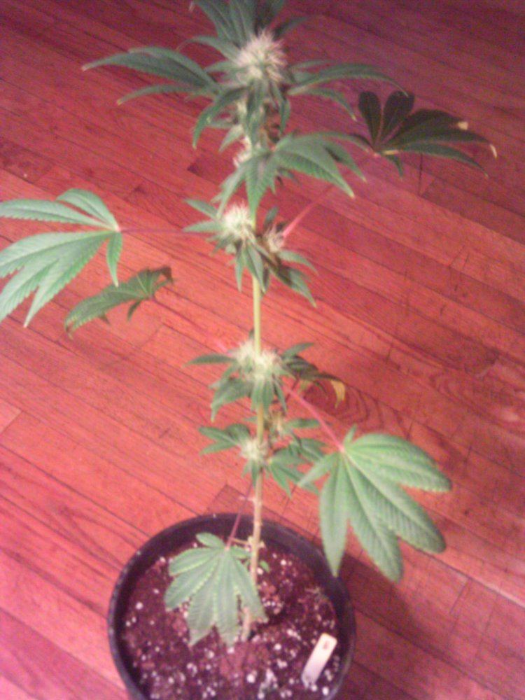 LemonGarlicOG4weeks