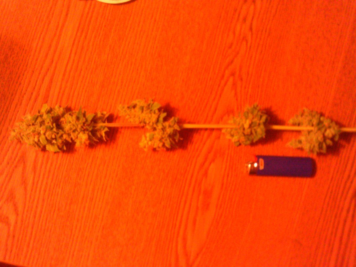 LemonGarlicOG66days