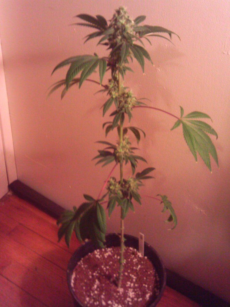 LemonGarlicOG6weeks