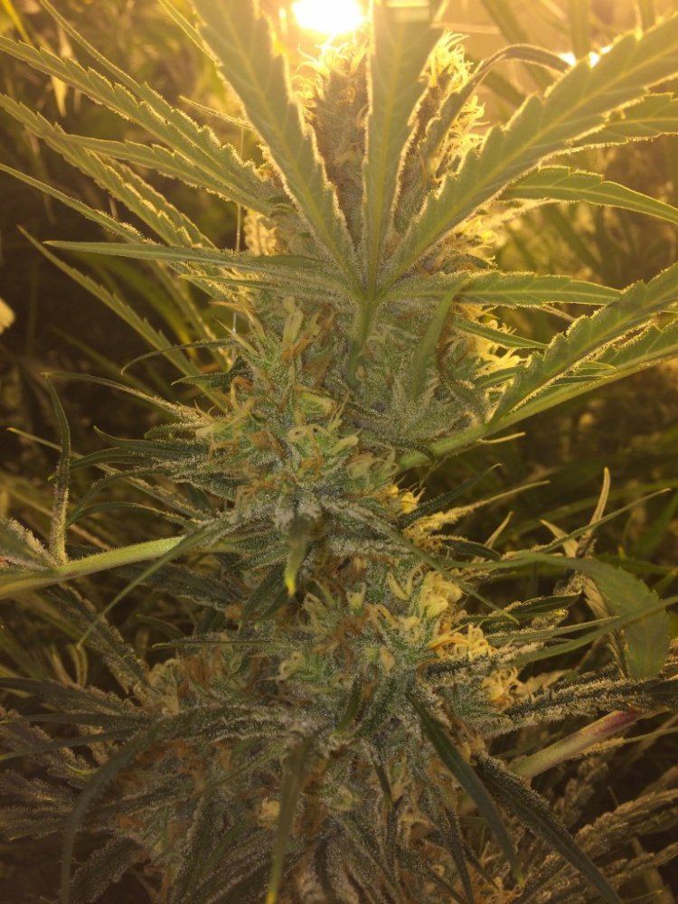 Lemonhps